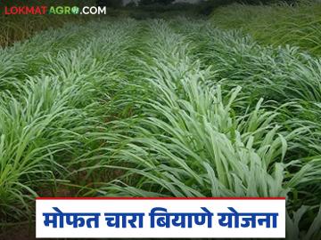 Mofat Chara Biyane : मोफत चारा बियाणे योजना : पशुपालकांसाठी सुवर्णसंधी, १५ ऑक्टोबरपर्यंत अर्ज करा! - Marathi News | latest news Mofat Chara Biyane: Free Fodder Seed Scheme: Golden opportunity for livestock farmers, apply by October 15! | Latest News at Lokmat.com Mofat Chara Biyane : मोफत चारा बियाणे योजना : पशुपालकांसाठी सुवर्णसंधी, १५ ऑक्टोबरपर्यंत अर्ज करा! - Marathi News | latest news Mofat Chara Biyane: Free Fodder Seed Scheme: Golden opportunity for livestock farmers, apply by October 15! | Latest News at Lokmat.com