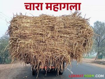 Animal Fodder : चाऱ्यासाठी पशुपालकांची वणवण थांबणार तरी कधी? वाचा सविस्तर - Marathi News | Animal Fodder: When will the cattle farmers' demand for fodder stop? Read in detail | Latest News at Lokmat.com