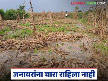 Agriculture News : पिके पावसात भिजली, जनावरांना चारा राहिला नाही, दुध उत्पादनावरही परिणाम  - Marathi News | Latest News Crops soaked in rain, animals have no fodder, effect of milk production | Latest News at Lokmat.com