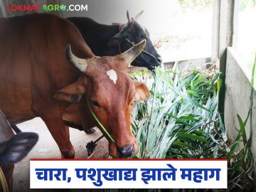 दूध खरेदीचा दर २८ रुपयांवरच थांबला; चारा आणि पशुखाद्याच्या दरात मात्र भडका उडला - Marathi News | Milk procurement price remained at Rs 28; however, fodder and animal feed prices skyrocketed | Latest News at Lokmat.com