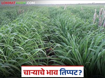 Hirava Cara : पावसाअभावी हिरव्या चाऱ्याच्या दरात तिप्पट वाढ वाचा सविस्तर - Marathi News | latest news Hirava Cara: Green fodder prices increase threefold due to lack of rain Read in detail | Latest News at Lokmat.com Hirava Cara : पावसाअभावी हिरव्या चाऱ्याच्या दरात तिप्पट वाढ वाचा सविस्तर - Marathi News | latest news Hirava Cara: Green fodder prices increase threefold due to lack of rain Read in detail | Latest News at Lokmat.com