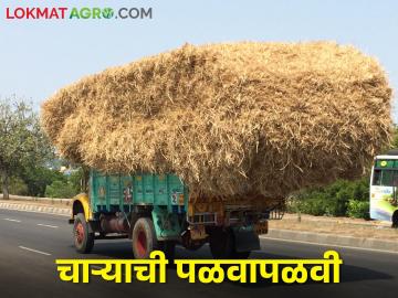 दुष्काळ चारा टंचाई; परजिल्ह्यात चारा विक्रीस बंदी - Marathi News | drought fodder shortage; Ban on sale of fodder in the other district | Latest News at Lokmat.com