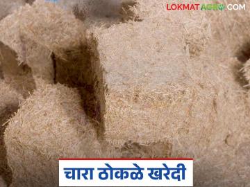 Fodder Block : जनावरांसाठी चारा ठोकळे घरच्या घरी कसे तयार करायचे? वाचा सविस्तर - Marathi News | Latest News How to prepare fodder blocks for animals at home and how online order Read in detail | Latest News at Lokmat.com Fodder Block : जनावरांसाठी चारा ठोकळे घरच्या घरी कसे तयार करायचे? वाचा सविस्तर - Marathi News | Latest News How to prepare fodder blocks for animals at home and how online order Read in detail | Latest News at Lokmat.com