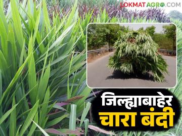 पुढील दोन महिन्यांसाठी जिल्ह्याबाहेर चारा विक्री व वाहतुकीस बंदी; जिल्हाधिकाऱ्यांचे आदेश - Marathi News | Ban on sale and transportation of fodder outside the district for the next two months; District Collector orders | Latest News at Lokmat.com पुढील दोन महिन्यांसाठी जिल्ह्याबाहेर चारा विक्री व वाहतुकीस बंदी; जिल्हाधिकाऱ्यांचे आदेश - Marathi News | Ban on sale and transportation of fodder outside the district for the next two months; District Collector orders | Latest News at Lokmat.com