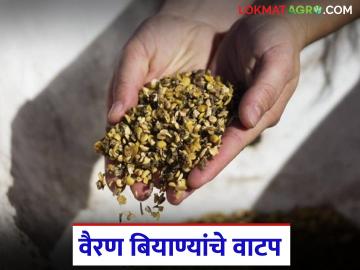 चाऱ्याचा प्रश्न मिटला, पशुसंवर्धन विभागाकडून वैरण बियाण्यांचे वाटप, कधी आणि कुठे मिळणार? - Marathi News | latest news Animal Husbandry Department will distribute the Veiran seeds, see details | Latest News at Lokmat.com