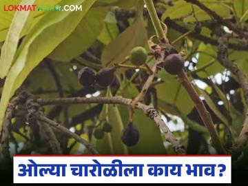 'चारोळी' रानमेवा ठरतोय उत्पन्नाचा आधार, ओल्या चारोळीला मिळतोय प्रतिकिलो 400 रुपयांचा भाव - Marathi News | Latest News 'Charoli' wild fruit is becoming the basis of income, wet Charoli is fetching price of Rs. 400 per kg | Latest News at Lokmat.com 'चारोळी' रानमेवा ठरतोय उत्पन्नाचा आधार, ओल्या चारोळीला मिळतोय प्रतिकिलो 400 रुपयांचा भाव - Marathi News | Latest News 'Charoli' wild fruit is becoming the basis of income, wet Charoli is fetching price of Rs. 400 per kg | Latest News at Lokmat.com
