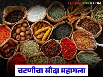 उन्हाळ्यात चटणी करताय? मसाल्यांच्या दरात भरमसाठ वाढ, वाचा कोणत्या मसाल्याला काय दर? - Marathi News | Making chutney in summer? Huge increase in the price of spices, read what is the price of which spice? | Latest News at Lokmat.com