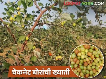 खारतोडे बंधूच्या आंबट, गोड चवीच्या चेकनेट बोरांनी केलं ग्राहकांना चेकमेट - Marathi News | Khartode Brothers's sour and sweet deshi ber fruit taste customers become checkmate | Latest News at Lokmat.com