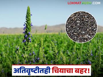 Chia Farming : अतिवृष्टीतही चियाचा बहर; वाशिम जिल्ह्यातील शेतकऱ्याचा यशस्वी प्रयोग! वाचा सविस्तर - Marathi News | latest news Chia Farming : Chia blooms even in heavy rain; Successful experiment of a farmer in Washim district! Read in detail | Latest News at Lokmat.com