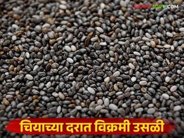 Chia Market Update : चियाच्या दरात विक्रमी उसळी; पाच महिन्यांत ७ हजारांची झेप वाचा सविस्तर - Marathi News | latest newsChia Market Update: Record jump in chia prices; Jump of 7 thousand in five months Read in detail | Latest News at Lokmat.com