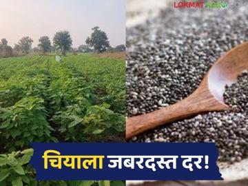 Chia Seed Market : चिया ठरतोय फायदेशीर; घसरणीनंतर दराची जोरदार कमबॅक! - Marathi News | latest news Chia Seed Market: Chia is becoming profitable; Price makes a strong comeback after the decline! | Latest News at Lokmat.com Chia Seed Market : चिया ठरतोय फायदेशीर; घसरणीनंतर दराची जोरदार कमबॅक! - Marathi News | latest news Chia Seed Market: Chia is becoming profitable; Price makes a strong comeback after the decline! | Latest News at Lokmat.com