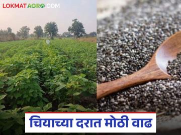 Chia Market Update : लागवडीचा हंगाम तोंडावर; चियाच्या दरात जोरदार उसळी वाचा सविस्तर - Marathi News | latest news Chia Market Update: Chia Cultivation season is approaching; chia prices have seen a sharp jump. Read in detail | Latest News at Lokmat.com
