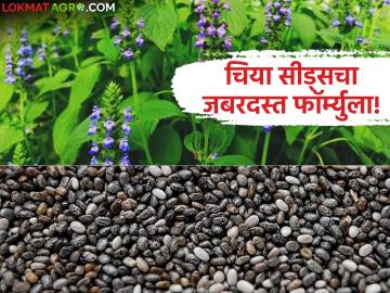 Chia Seeds Farming : चार महिन्यांत उत्पन्न हाती; चिया सीड्स बनतंय शाश्वत शेतीचा गेमचेंजर वाचा सविस्तर - Marathi News | latest news Chia Seeds Farming: Income in hand in four months; Chia seeds are becoming a game changer for sustainable agriculture Read in detail | Latest News at Lokmat.com