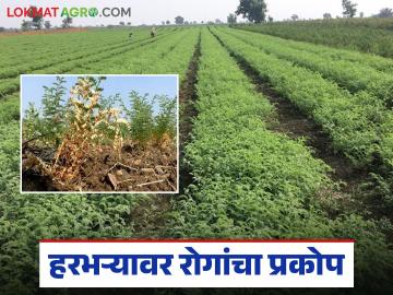 Chickpea Diseases Management : हरभऱ्यावर बुरशी व विषाणूजन्य रोगांचा मोठा अटॅक; असे करा व्यवस्थापन - Marathi News | latest news Chickpea Diseases Management: Major attack of fungal and viral diseases on chickpea; Do this management | Latest News at Lokmat.com