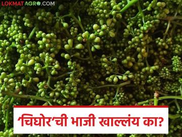 Chighor Vegetable : 'चिघोर'ची भाजी खाल्लंय का? ही रानभाजी सध्या सुपरहिट! - Marathi News | latest news Chighor Vegetable: Have you eaten 'Chighor' vegetable? This wild vegetable is currently a super hit! | Latest News at Lokmat.com