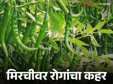 Chilli Crop Protection : उन्हाळी मिरचीचे नुकसान वाढले; खर्च जास्त, भाव कमी वाचा सविस्तर - Marathi News | latest news Chilli Crop Protection: Summer chilli losses increase; Costs are high, prices are low Read in detail | Latest News at Lokmat.com