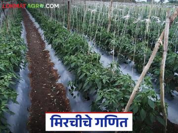 chilli cultivation : यंदा मिरचीचा 'ठसका' वाढणार २५ टक्के अधिक होणार लागवड ! वाचा सविस्तर - Marathi News | chilli cultivation : This year, the 'thashka' of chili will increase, 25 percent more will be planted! Read in detail | Latest News at Lokmat.com