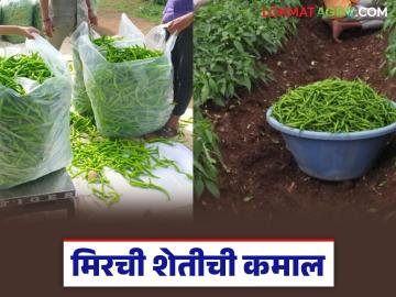 पिकात बदल, नशिबात पालट, एक एकरातील मिरची पिकातून मिळाला 3 लाखांचा नफा - Marathi News | Latest News profit of Rs 3 lakhs was obtained from one acre of chilli crop for bhandara farmer | Latest News at Lokmat.com