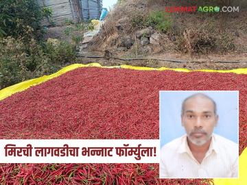 Chilli Farming Success Story : मिरची लागवडीचा भन्नाट फॉर्म्युला; २० गुंठ्यातून मिळाले लाखोंचे उत्पन्न - Marathi News | latest news Chilli Farming Success Story: Unique formula for chilli cultivation; Income worth lakhs from 20 gunthas | Latest News at Lokmat.com