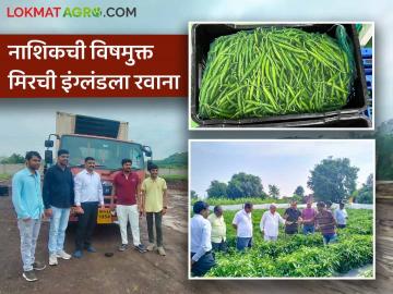 Chilly Export : शिरवाडेची मिरची इंग्लंडला रवाना, सेंद्रिय पद्धतीने सामूहिक शेतीतून साधली क्रांती - Marathi News | Latest News Agriculture News Organic chilli grown by five farmers of Nashik sent to England | Latest News at Lokmat.com