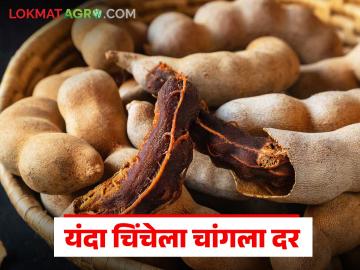 चिंचेचा हंगाम सुरू, सुक्या मालाची आवक वाढली; बिगर फोडलेल्या चिंचेला काय मिळतोय दर? - Marathi News | Tamarind season begins, arrival of dry tamrind increases; What is the price of tamarind? | Latest News at Lokmat.com