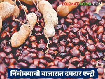 Tamarind Seeds Market Price : चिंचोक्याने बाजारात मारली दमदार एन्ट्री; आता मिळतोय गव्हाएवढा भाव! - Marathi News | latest news Tamarind Seeds Market Price: Tamarind has made a strong entry in the market; Now it is getting the same price as wheat! | Latest News at Lokmat.com