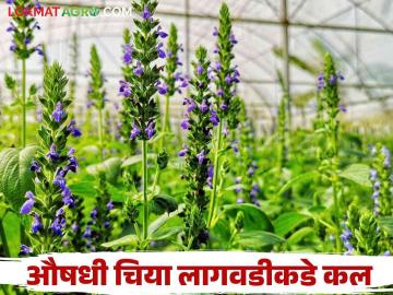 Chia Lagwad : पारंपारिक पिकांना नवीन पर्याय चिया पिकाचा; चांगल्या उत्पन्नाची अपेक्षा! - Marathi News | Chia Lagwad : Chia crop is a new alternative to traditional crops; Expect a good income! | Latest News at Lokmat.com