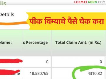 पीक विमा योजनेच्या पोर्टलवर क्लेमची माहिती आली, तुमचा पीक विमा आला का, असे करा चेक 