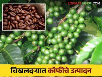 Coffee Cultivation : काय सांगताय : चिखलदऱ्यात घेतले जाते इंग्रजकालीन कॉफीचे उत्पादन; वाचा सविस्तर - Marathi News | Coffee Cultivation: Production of coffee during the English period in chikhaldara | Latest News at Lokmat.com Coffee Cultivation : काय सांगताय : चिखलदऱ्यात घेतले जाते इंग्रजकालीन कॉफीचे उत्पादन; वाचा सविस्तर - Marathi News | Coffee Cultivation: Production of coffee during the English period in chikhaldara | Latest News at Lokmat.com