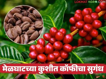 Melghat Coffee Story : महाराष्ट्रात १५० वर्षांची कॉफी परंपरा; मेळघाटात दरवळतो 'अरेबिका'चा सुगंध - Marathi News | latest news Melghat Coffee Story: 150 years of coffee tradition in Maharashtra; The aroma of 'Arabica' wafts in Melghat | Latest News at Lokmat.com Melghat Coffee Story : महाराष्ट्रात १५० वर्षांची कॉफी परंपरा; मेळघाटात दरवळतो 'अरेबिका'चा सुगंध - Marathi News | latest news Melghat Coffee Story: 150 years of coffee tradition in Maharashtra; The aroma of 'Arabica' wafts in Melghat | Latest News at Lokmat.com