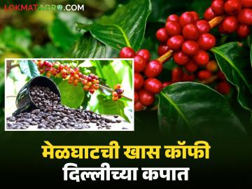 Coffee farming in Melghat : विदर्भाचा अभिमान! 'या' डोंगराळ भागातील कॉफी देशभर प्रसिद्ध होणार; वाचा सविस्तर - Marathi News | latest news Coffee farming in Melghat: Pride of Vidarbha! Coffee from 'this' hilly area will be famous across the country; Read in detail | Latest News at Lokmat.com