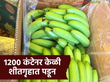 ७ कोटी रुपयांच्या केळीचे बॉक्स कोल्ड स्टोअरेजमध्ये पडून; शेतकऱ्यांना तोड थांबवण्याच्या सूचना - Marathi News | Banana boxes worth Rs 7 crore lying in cold storage; Farmers advised to stop harvesting | Latest News at Lokmat.com ७ कोटी रुपयांच्या केळीचे बॉक्स कोल्ड स्टोअरेजमध्ये पडून; शेतकऱ्यांना तोड थांबवण्याच्या सूचना - Marathi News | Banana boxes worth Rs 7 crore lying in cold storage; Farmers advised to stop harvesting | Latest News at Lokmat.com