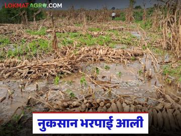 'या' जिल्ह्यातील शेतकऱ्यांना 187 कोटींची नुकसान भरपाई आली, प्रति हेक्टर एवढे पैसे मिळणार  - Marathi News | Latest News Nuksan Bharpai Farmers in Jalgaon district received ₹187 crore in compensation | Latest News at Lokmat.com