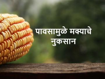 सततच्या पावसामुळे मक्याला कोंब फुटले, शेतकऱ्याचे लाखाचे नुकसान - Marathi News | Maize burst due to continuous rains, loss of farmers | Latest News at Lokmat.com सततच्या पावसामुळे मक्याला कोंब फुटले, शेतकऱ्याचे लाखाचे नुकसान - Marathi News | Maize burst due to continuous rains, loss of farmers | Latest News at Lokmat.com