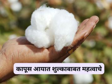 Cotton Import Duty : कापसावरील आयात शुल्क हटवण्यासाठी सरकारवर दबाव, वाचा सविस्तर  - Marathi News | Latest news Cotton Import Duty Pressure on government to remove import duty on cotton, read in detail | Latest News at Lokmat.com