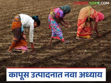 Cotton Cultivation Method : शेतकरी दिलीप ठाकरे यांच्या पद्धतीची केंद्राकडून देशभर अंमलबजावणी - Marathi News | latest news Cotton Cultivation Method : Farmer Dilip Thackeray's method to be implemented across the country by the Center | Latest News at Lokmat.com