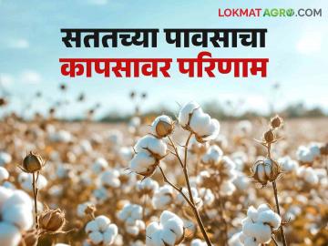 cotton picking : खारपाणपट्ट्यात सततच्या पावसाचा कापूस वेचणीवर परिणाम; वेचणीचा मुहूर्त निघेना! - Marathi News | cotton picking : Effect of continuous rains on cotton picking | Latest News at Lokmat.com