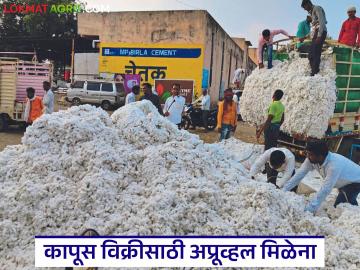 Kapus Kharedi : नोंदणी केली, पण अप्रूव्हल नाही! कापूस विक्रीचा खोळंबा वाचा सविस्तर - Marathi News | latest news Kapus Kharedi: Registered, but not approved! Read the details of the suspension of cotton sales | Latest News at Lokmat.com