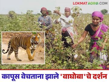 Cotton Harvesting : काय सांगता; कापूस वेचताना मजुरांसमोर चक्क वाघोबा! - Marathi News | Cotton Harvesting: What can you say; A tiger in front of the workers while picking cotton! | Latest News at Lokmat.com Cotton Harvesting : काय सांगता; कापूस वेचताना मजुरांसमोर चक्क वाघोबा! - Marathi News | Cotton Harvesting: What can you say; A tiger in front of the workers while picking cotton! | Latest News at Lokmat.com