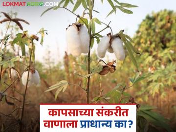 ‘व्हायरस’ऐवजी गुलाबी बाेंडअळी अधिक नुकसानकारक, काय म्हणाले केंद्रीय कृषी मंत्री? - Marathi News | Latest News Pink bollworm is more harmful than 'virus said Minister shivrajsingh chauhan | Latest News at Lokmat.com ‘व्हायरस’ऐवजी गुलाबी बाेंडअळी अधिक नुकसानकारक, काय म्हणाले केंद्रीय कृषी मंत्री? - Marathi News | Latest News Pink bollworm is more harmful than 'virus said Minister shivrajsingh chauhan | Latest News at Lokmat.com