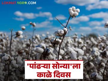 Cotton Crop Damage : 'पांढऱ्या सोन्या'ला काळे दिवस; शेतकऱ्यांना हमीभावाऐवजी कमी दरात विक्रीची वेळ वाचा सविस्तर - Marathi News | latest news Cotton Crop Damage: Black day for 'white gold'; Farmers to sell at lower price instead of guaranteed price Read in detail | Latest News at Lokmat.com Cotton Crop Damage : 'पांढऱ्या सोन्या'ला काळे दिवस; शेतकऱ्यांना हमीभावाऐवजी कमी दरात विक्रीची वेळ वाचा सविस्तर - Marathi News | latest news Cotton Crop Damage: Black day for 'white gold'; Farmers to sell at lower price instead of guaranteed price Read in detail | Latest News at Lokmat.com