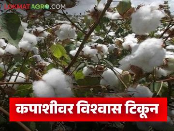 Kharif Crop Cultivation : पावसाचा वेळेवर दगा; खरीप पिकांमध्ये कपाशीचा दबदबा कायम वाचा सविस्तर - Marathi News | latest news Kharif Crop Cultivation: Timely rain less; Cotton continues to trust Kharif crops read in details | Latest News at Lokmat.com