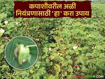 Cotton Crop Management : कपाशीवर अळीचा प्रादुर्भाव; नियंत्रणासाठी करा 'हा' उपाय - Marathi News | latest news Cotton Crop Management: Worm infestation on cotton; Take 'this' measure for control | Latest News at Lokmat.com Cotton Crop Management : कपाशीवर अळीचा प्रादुर्भाव; नियंत्रणासाठी करा 'हा' उपाय - Marathi News | latest news Cotton Crop Management: Worm infestation on cotton; Take 'this' measure for control | Latest News at Lokmat.com