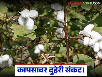 Cotton Crop Crisis : कापसावर दुहेरी संकट; अतिवृष्टीने नुकसान, रोगाचा फैलाव वेगात वाचा सविस्तर - Marathi News | latest news Cotton Crop Crisis: Double crisis on cotton; Damage due to heavy rain, rapid spread of disease Read in detail | Latest News at Lokmat.com