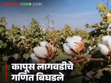Cotton Cultivation : कापूस लागवडीचे गणित बिघडले; बोंडे, रोगराई आणि महागाईचा फटका - Marathi News | latest news Cotton Cultivation: The mathematics of cotton cultivation has gone wrong; The impact of drought, disease and inflation | Latest News at Lokmat.com Cotton Cultivation : कापूस लागवडीचे गणित बिघडले; बोंडे, रोगराई आणि महागाईचा फटका - Marathi News | latest news Cotton Cultivation: The mathematics of cotton cultivation has gone wrong; The impact of drought, disease and inflation | Latest News at Lokmat.com