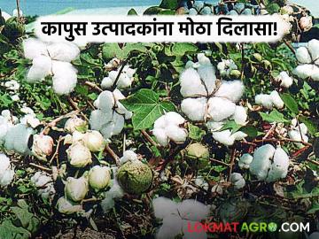 Kapus Kharedi : शेतकऱ्यांना मोठा दिलासा; ऑफलाइन सातबाऱ्यावरही कापूस विक्री नोंदणी शक्य वाचा सविस्तर - Marathi News | latest news Kapus Kharedi: Big relief for farmers; Cotton sale registration possible even on offline Satbara Read in detail | Latest News at Lokmat.com Kapus Kharedi : शेतकऱ्यांना मोठा दिलासा; ऑफलाइन सातबाऱ्यावरही कापूस विक्री नोंदणी शक्य वाचा सविस्तर - Marathi News | latest news Kapus Kharedi: Big relief for farmers; Cotton sale registration possible even on offline Satbara Read in detail | Latest News at Lokmat.com