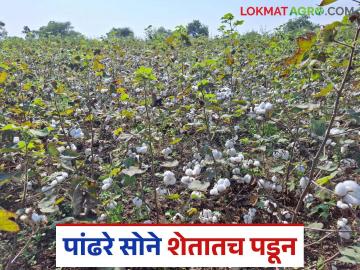Cotton Cultivation: पांढरे सोने शेतातच पडून; जाणून घ्या काय आहे कारण - Marathi News | Cotton Cultivation: White gold falls in the field; Know the reason | Latest News at Lokmat.com