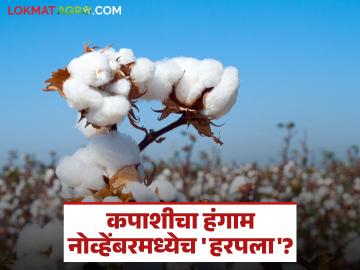 Cotton Farmer Crisis : कपाशीचे बोंडे सडली, भाव पडला; यंदाच्या हंगामात शेतकऱ्यांवर आघात - Marathi News | latest news Cotton Farmer Crisis: Cotton bolls rot, prices fall; Farmers hit hard this season | Latest News at Lokmat.com