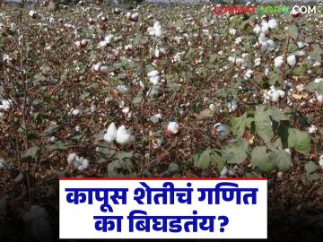 Cotton Farming Crisis : कापूस शेतीचं गणित का बिघडतंय? जाणून घ्या या मागची कारणं सविस्तर - Marathi News | latest news Cotton Farming Crisis: Why is the math of cotton farming deteriorating? Know the reasons behind this in detail | Latest News at Lokmat.com