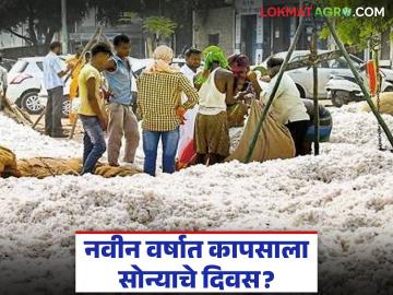 Cotton Market : नवीन वर्षात कापसाला सोन्याचे दिवस? खासगी बाजारात दरवाढीचा जोर कायम वाचा सविस्तर - Marathi News | latest news Cotton Market: Golden days for cotton in the new year? Price hike continues in the private market. Read in detail | Latest News at Lokmat.com